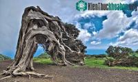 Ảnh Những cây cổ thụ có hình dáng độc và lạ trên khắp thế giới