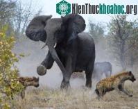 Ảnh Chùm ảnh: Cuộc đấu sống còn của động vật hoang dã
