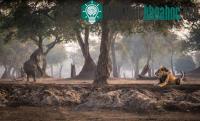 Ảnh Ảnh đẹp: "Ông" voi 63 tuổi bơi dưới biển