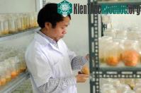 Ảnh Cận cảnh đông trùng hạ thảo 7 triệu đồng/kg của Việt Nam