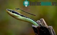 Ảnh Ảnh đẹp: Khỉ tuyết ngâm mình trong hồ nước nóng