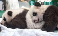 Ảnh Hình ảnh siêu dễ thương của gấu trúc sinh ba đầu tiên trên thế giới