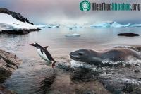 Ảnh Những bức ảnh thiên nhiên đoạt giải Big Picture