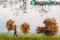 Ảnh Những khoảnh khắc bình của dị làng quê Việt Nam