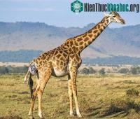 Ảnh Chùm ảnh hươu cao cổ sinh con