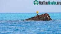 Ảnh Chiêm ngưỡng nghĩa địa tàu đắm ở tam giác quỷ Bermuda