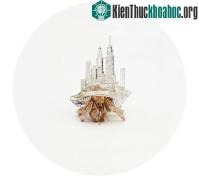 Ảnh Ngỡ ngàng vỏ “ốc mượn hồn” trong suốt hình các thành phố trên thế giới