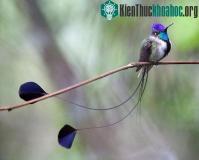 Ảnh Ngắm chim ruồi - "Mỹ nhân" trong thế giới loài chim