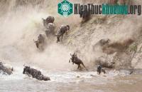 Ảnh Ảnh đẹp: Gấu nâu bắt cá hồi bơi ngược dòng