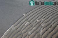Ảnh Lướt ván ở vùng thuỷ triều lớn của Alaska