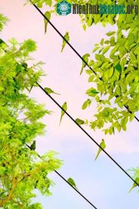 Ảnh Cảnh tượng kỳ thú: Vẹt đuôi xanh "xâm chiếm" Tokyo