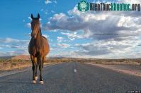 Ảnh Chùm ảnh tuyệt đẹp về động vật ở nơi hẻo lánh nhất Australia