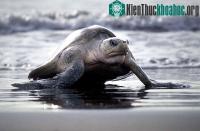 Ảnh Ấn tượng cảnh hàng trăm nghìn con rùa đổ bộ lên bãi biển