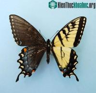 Ảnh Đôi cánh tuyệt đẹp của các loài bướm "nửa đực nửa cái"