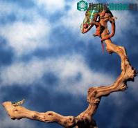 Ảnh Cận cảnh màn săn mồi bằng lưỡi có một không hai