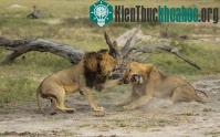 Ảnh Ảnh đẹp: Cá vọt qua thoát mỏ nhạn biển