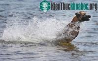 Ảnh Ảnh đẹp: Dơi nâu săn bướm đêm