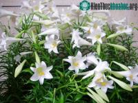 Ảnh Mê mẳn ngắm hoa loa kèn tháng tư trắng muốt