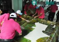 Ảnh Cận cảnh màn gói chiếc bánh chưng “khủng” dâng Quốc Tổ
