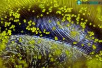 Ảnh Những bức ảnh tuyệt đẹp chụp dưới kính hiển vi đoạt giải Nikon Small World 2015