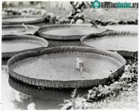 Ảnh 25 bức ảnh cuộc sống đầy ấn tượng "bị lãng quên" của National Geographic