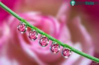 Ảnh Ngỡ ngàng trước vẻ đẹp lung linh của "hoa trong giọt sương"