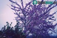 Ảnh Rực rỡ đảo hoa anh đào nghìn cây trên đất Điện Biên