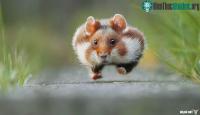 Ảnh Những bức ảnh thắng giải Comedy Wildlife Photography của năm 2015