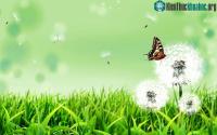 Ảnh Ngắm bồ công anh lung linh trong gió