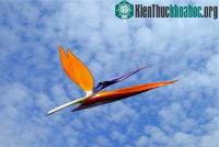 Ảnh Những hình ảnh ngộ nghĩnh từ động vật và thực vật