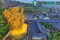 Ảnh Biển lá vàng từ cây rẻ quạt 1.400 tuổi