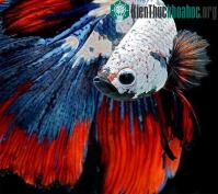 Ảnh Vũ điệu rực rỡ của loài cá lia thia