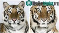 Ảnh Vẻ đẹp của "chúa sơn lâm" châu Á trong các màu lông
