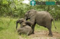 Ảnh Voi say quả Marula ngả nghiêng giữa đường