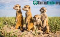 Ảnh Hình ảnh đẹp về cầy Meerkat
