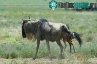 Ảnh Cận cảnh đàn báo đói xơi tái linh dương con