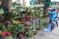Ảnh Sắc hoa rực rỡ trên phố Hoàng Hoa Thám