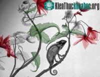Ảnh Vẻ đẹp lạ lùng của thiên nhiên khi “chụp X-quang”