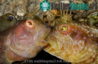 Ảnh Những sắc màu đại dương năm 2013