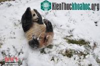 Ảnh Gấu trúc vui đùa trong tuyết
