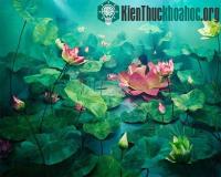 Ảnh Thế giới thần tiên và những câu chuyện trong ảnh đẹp ngỡ ngàng