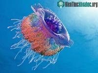 Ảnh Chùm ảnh tuyệt đẹp về động vật
