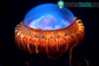 Ảnh Những thủy quái đáng sợ ở Trái đất