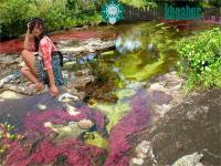 Ảnh Vẻ đẹp của dòng sông Cona Cristales