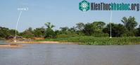 Ảnh Loạt ảnh báo gấm săn cá sấu Nam Mỹ