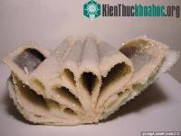 Ảnh Những cuốn sách pha lê độc nhất vô nhị