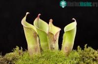 Ảnh Những loài cây ăn thịt ẩn thân cực đỉnh