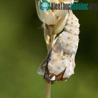 Ảnh Xem sâu hóa bướm