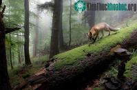 Ảnh Chùm ảnh thiên nhiên đẹp như trong chuyện cổ tích