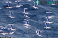 Ảnh Mục sở thị mực bay Thái Bình Dương
